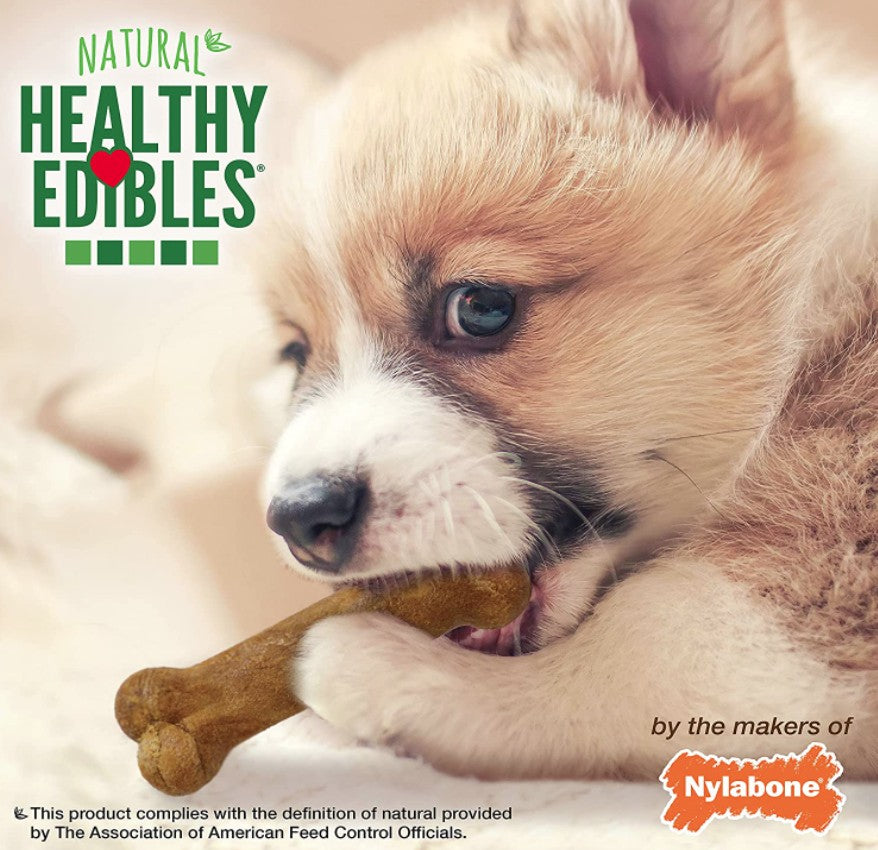 Nylabone Healthy Edibles Puppy Lamb and Apple Petite - PetMountain.com
