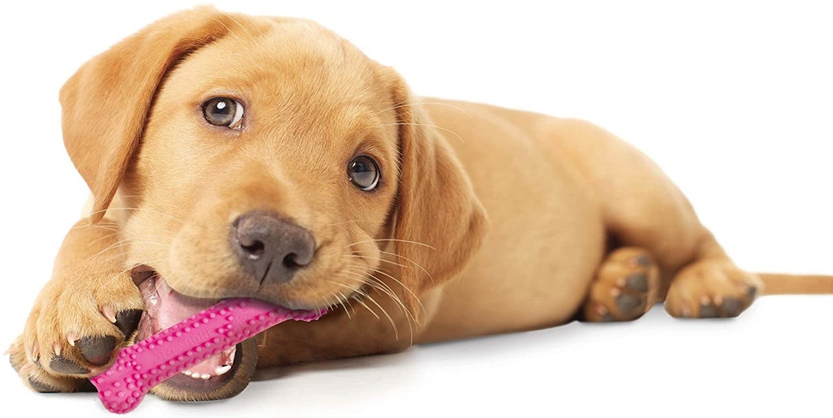 Nylabone Puppy Chew Dental Bone Pink - PetMountain.com