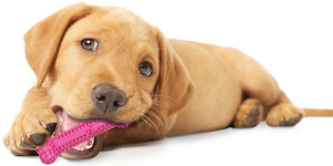 6 count Nylabone Puppy Chew Dental Bone Pink