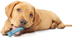 Nylabone Puppy Chew Dental Bone Blue - PetMountain.com