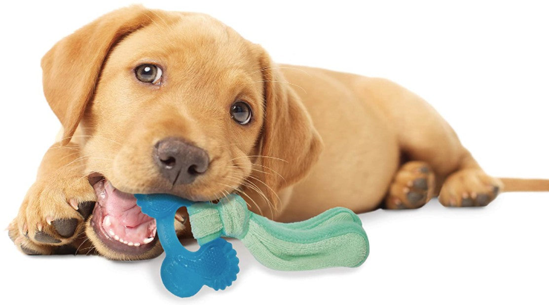 Nylabone Puppy Chew Peanut Butter Chill N Chew Bone Regular - PetMountain.com