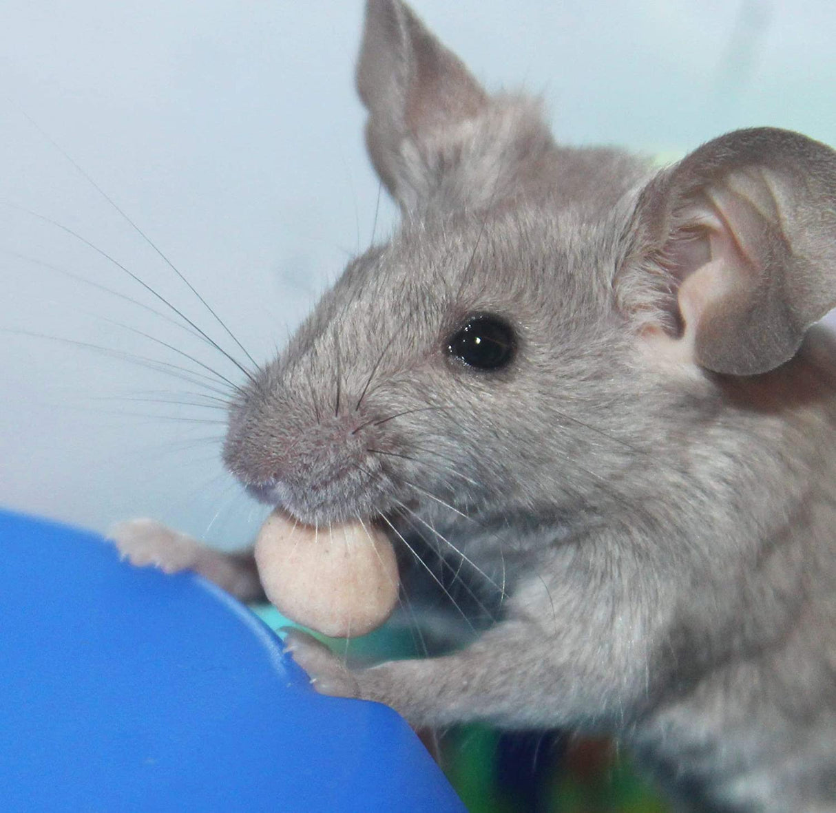 15 oz (6 x 2.5 oz) Vitakraft Mini Drops Treat for Hamsters, Rats and Mice Banana and Cherry Flavor