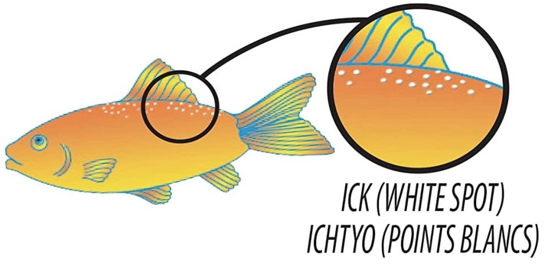 Tetra Ick Guard Clears Ick Fast for all Freshwater Aquariums - PetMountain.com
