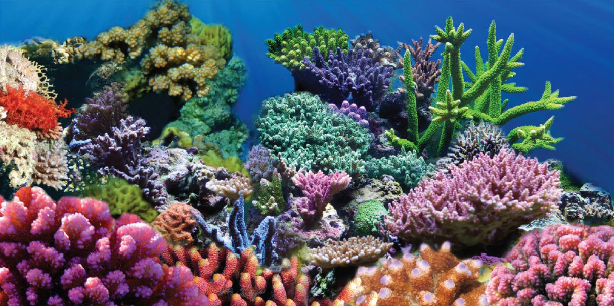 Aquatic Creations Coral Static Cling Background for Aquariums - PetMountain.com