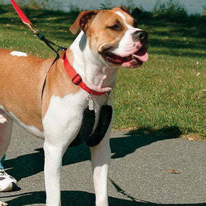 Sporn Original Training Halter for Dogs Red - PetMountain.com