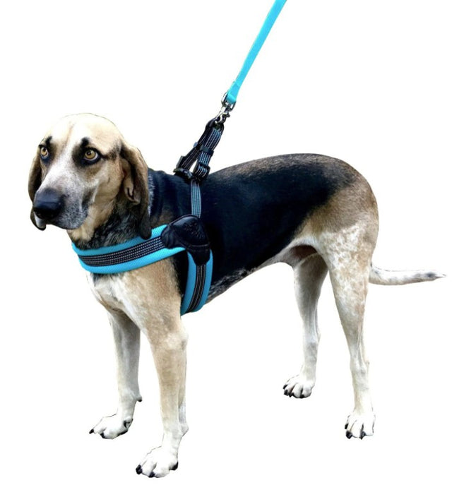 Sporn Easy Fit Dog Harness Blue - PetMountain.com