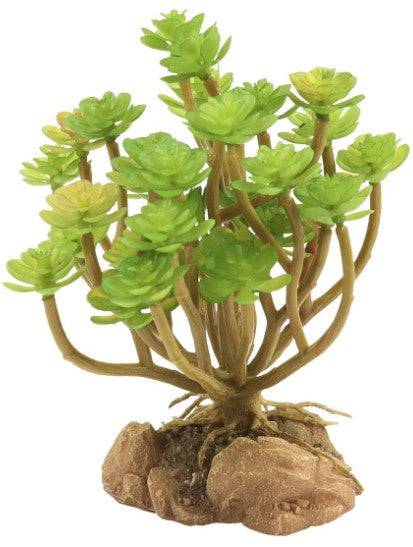 Zoo Med Naturalistic Desert Flora Tree Houseleek Terrarium Plant - PetMountain.com